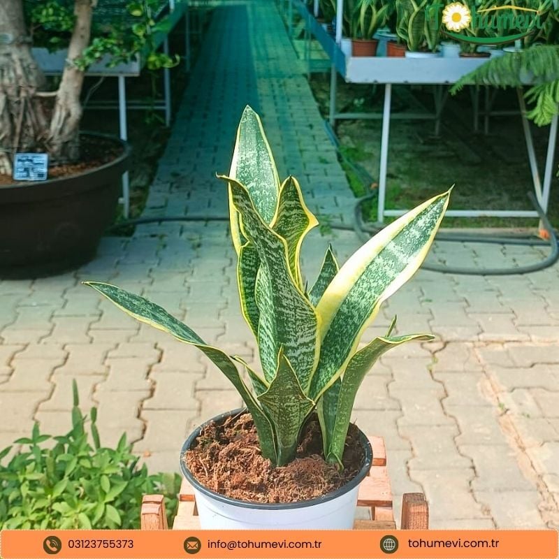 Kılıç Çiçeği - Paşa Kılıcı - Sansevieria Trifasciata