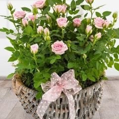 Mini Gül Saksıda Soft Pembe - Rose Chinensis