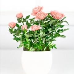 Mini Gül Saksıda Soft Pembe - Rose Chinensis