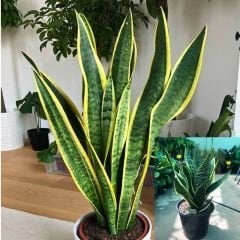 ﻿Kılıç Çiçeği - Paşa Kılıcı - Sansevieria Trifasciata