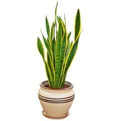 Kılıç Çiçeği - Paşa Kılıcı - Sansevieria Trifasciata