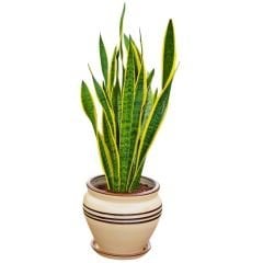 Kılıç Çiçeği - Paşa Kılıcı - Sansevieria Trifasciata