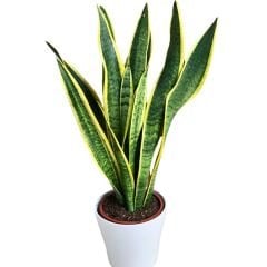 ﻿Kılıç Çiçeği - Paşa Kılıcı - Sansevieria Trifasciata