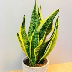 ﻿Kılıç Çiçeği - Paşa Kılıcı - Sansevieria Trifasciata