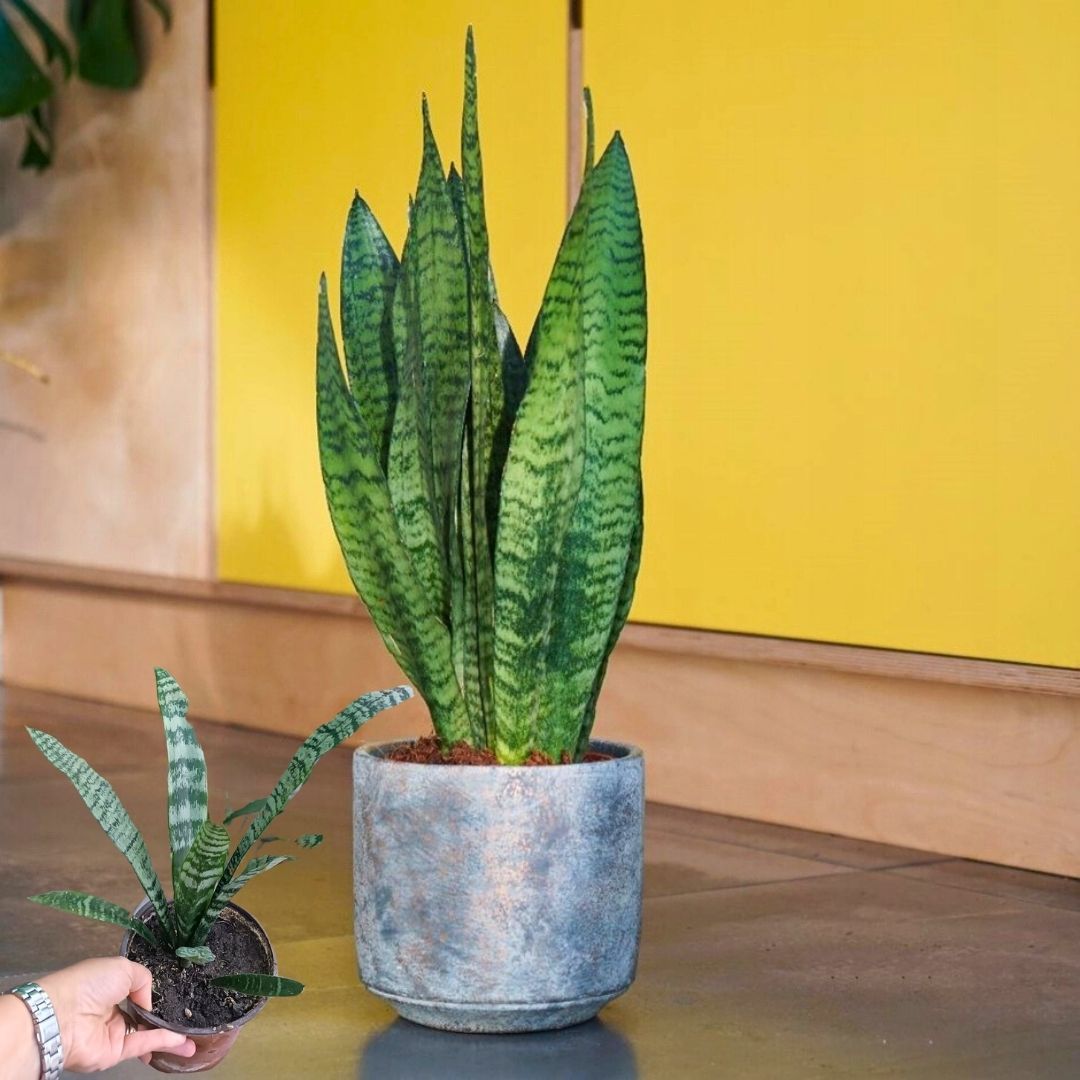 ﻿Kılıç Çiçeği - Paşa Kılıcı - Sansevieria Zeylanica