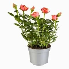 ﻿Mini Gül Saksıda Turuncu - Rose Chinensis