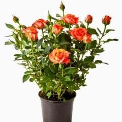 ﻿Mini Gül Saksıda Turuncu - Rose Chinensis