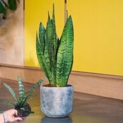 ﻿Kılıç Çiçeği - Paşa Kılıcı - Sansevieria Zeylanica