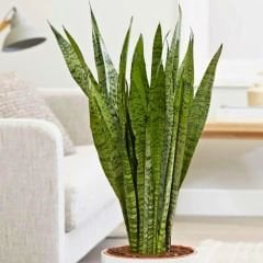 ﻿Kılıç Çiçeği - Paşa Kılıcı - Sansevieria Zeylanica
