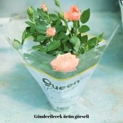 ﻿Mini Gül Saksıda Turuncu - Rose Chinensis
