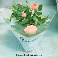 Mini Gül Saksıda Turuncu - Rose Chinensis