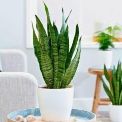 ﻿Kılıç Çiçeği - Paşa Kılıcı - Sansevieria Zeylanica