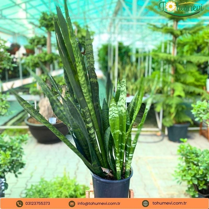 ﻿Kılıç Çiçeği - Paşa Kılıcı - Sansevieria Zeylanica
