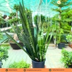 Kılıç Çiçeği - Paşa Kılıcı - Sansevieria Zeylanica