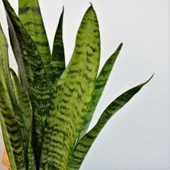 ﻿Kılıç Çiçeği - Paşa Kılıcı - Sansevieria Zeylanica
