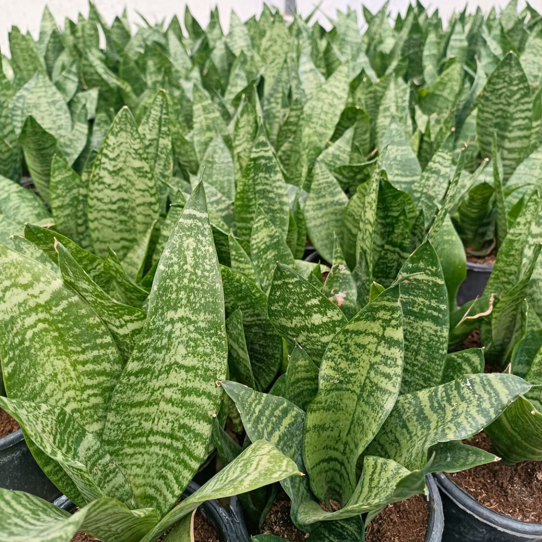 Kılıç Çiçeği - Paşa Kılıcı - Sansevieria Zeylanica