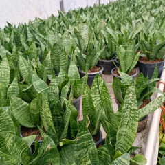 Kılıç Çiçeği - Paşa Kılıcı - Sansevieria Zeylanica