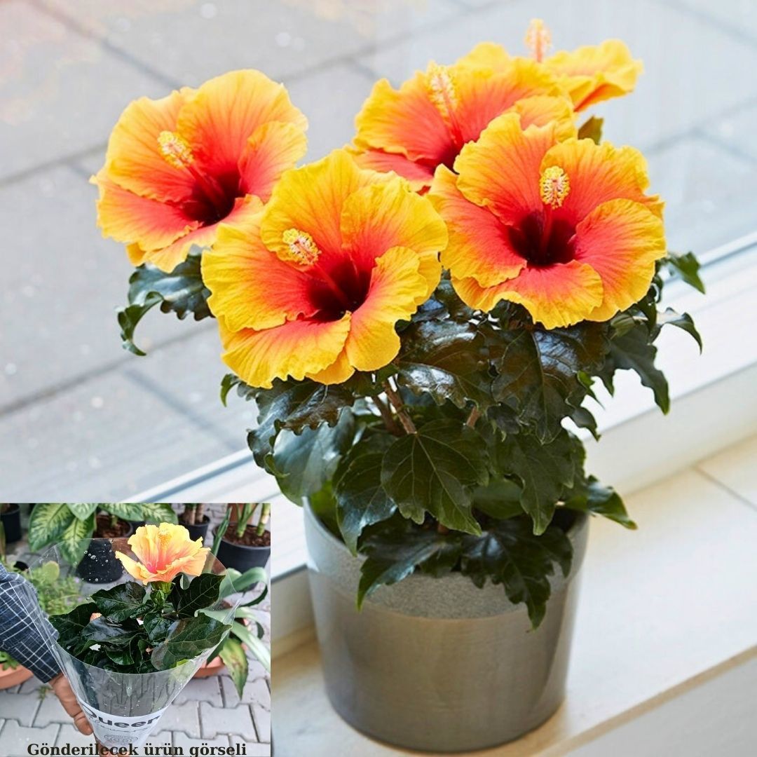 Japon Gülü Çiçeği İthal - Hibiscus
