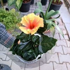 Japon Gülü Çiçeği İthal - Hibiscus