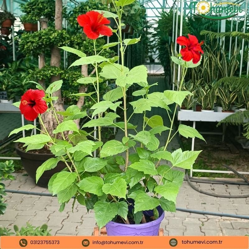 Japon Gülü Çiçeği - Hibiscus