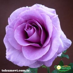 ﻿Mini Gül Saksıda – Rose Chinensis - Lila