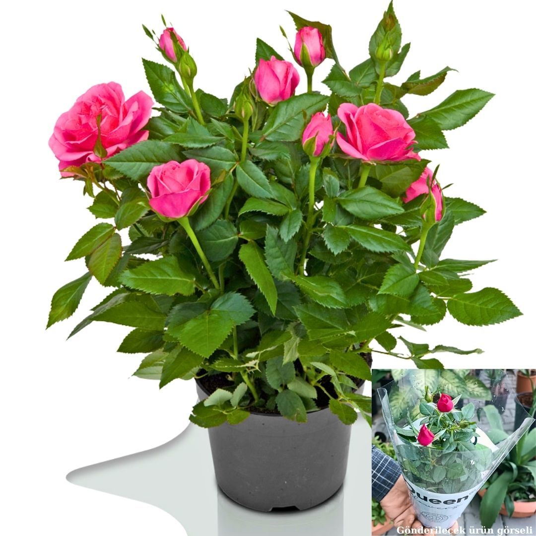Mini Gül Saksıda Pembe - Rosa chinensis minima