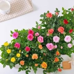 Mini Gül Saksıda Beyaz - Rosa chinensis minima