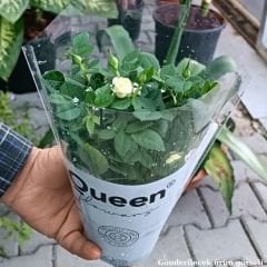 Mini Gül Saksıda Beyaz - Rosa chinensis minima