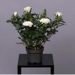 Mini Gül Saksıda Beyaz - Rosa chinensis minima