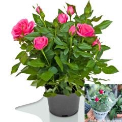 Mini Gül Saksıda Pembe - Rosa chinensis minima
