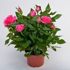 Mini Gül Saksıda Pembe - Rosa chinensis minima