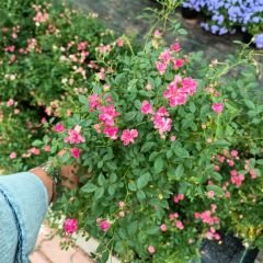 Sarkıcı Minyatür Gül Saksıda Pembe - Rose