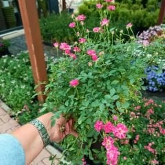 Sarkıcı Minyatür Gül Saksıda Pembe - Rose