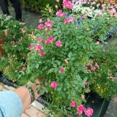 Sarkıcı Minyatür Gül Saksıda Pembe - Rose