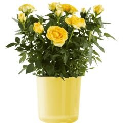 Mini Gül Saksıda Sarı - Rosa chinensis minima