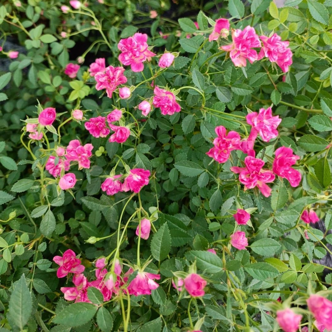 Sarkıcı Minyatür Gül Saksıda Pembe - Rose