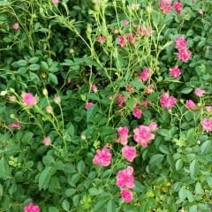 Sarkıcı Minyatür Gül Saksıda Pembe - Rose