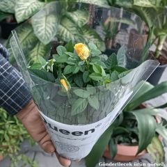Mini Gül Saksıda Sarı - Rosa chinensis minima