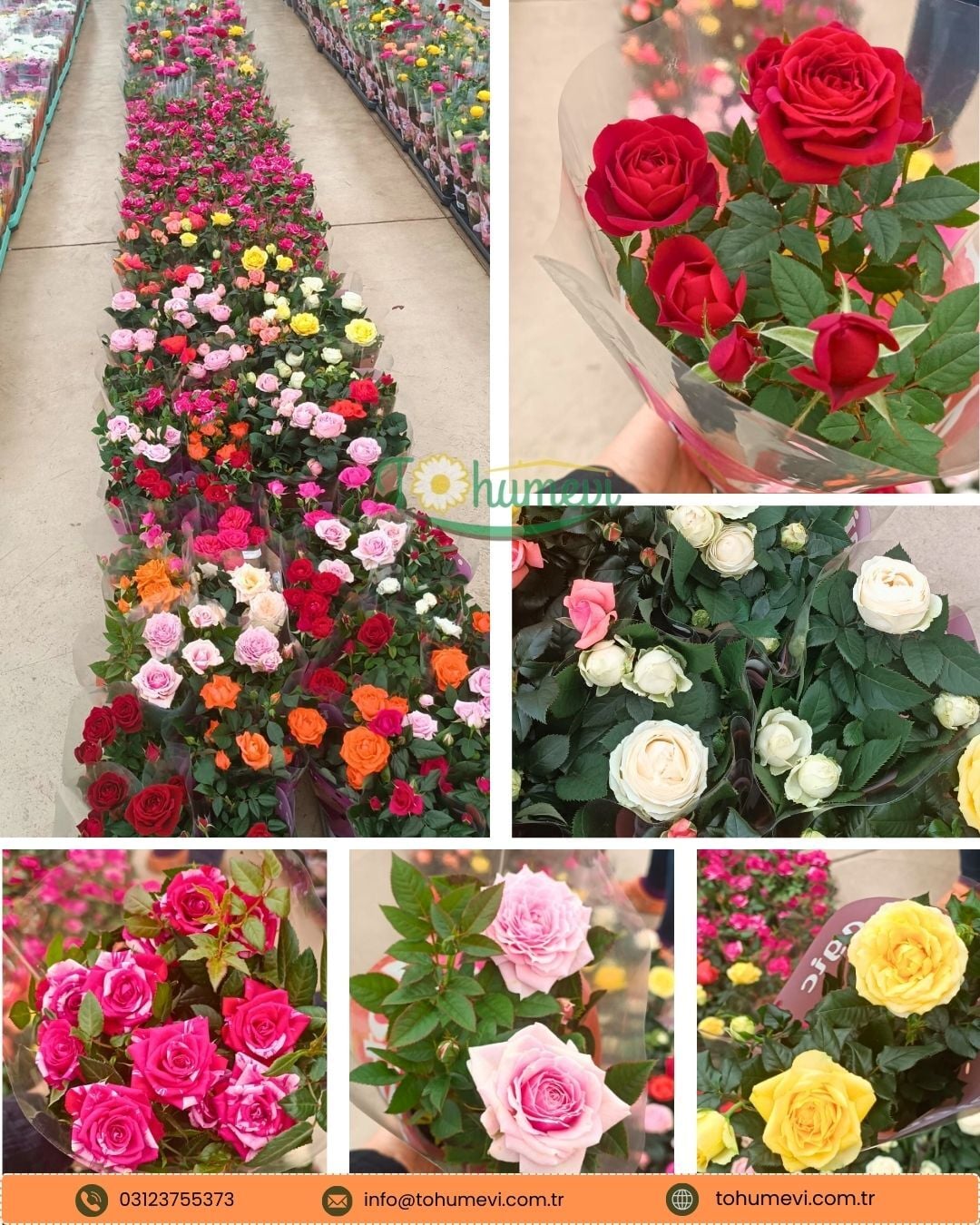 Mini Gül Saksıda - Rosa chinensis minima