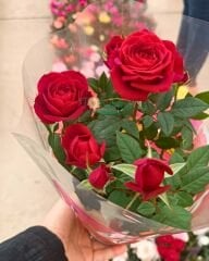 Mini Gül Saksıda - Rosa chinensis minima