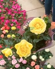 Mini Gül Saksıda - Rosa chinensis minima