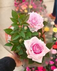 Mini Gül Saksıda - Rosa chinensis minima