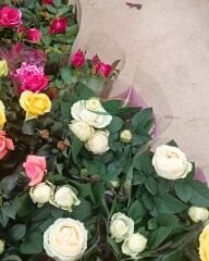 Mini Gül Saksıda - Rosa chinensis minima