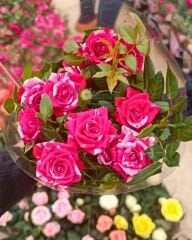 Mini Gül Saksıda - Rosa chinensis minima