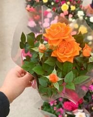 Mini Gül Saksıda - Rosa chinensis minima