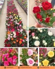 Mini Gül Saksıda - Rosa chinensis minima