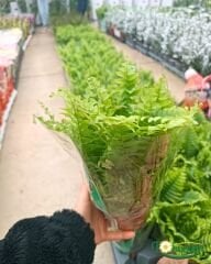 Aşk Merdiveni - Fujer Çiçeği - Nephrolepis exaltata  20 lik  Saksıda