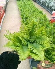 Aşk Merdiveni - Fujer Çiçeği - Nephrolepis exaltata  20 lik  Saksıda