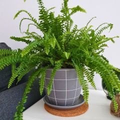 ﻿Aşk Merdiveni - Fujer Çiçeği - Nephrolepis exaltata  20 lik  Saksıda