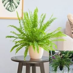 Aşk Merdiveni - Fujer Çiçeği - Nephrolepis exaltata  Askılı Saksıda